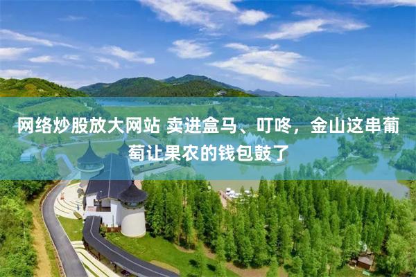 网络炒股放大网站 卖进盒马、叮咚,金山这串葡萄让果农的钱包鼓了